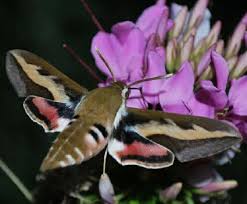 Attēlu rezultāti vaicājumam “Hyles gallii imago”
