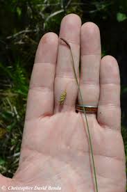 Attēlu rezultāti vaicājumam “Carex limosa”
