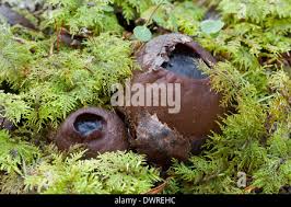 Attēlu rezultāti vaicājumam “Sarcosoma globosum”