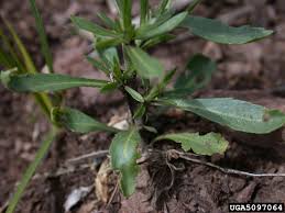 Attēlu rezultāti vaicājumam “Lepidium densiflorum flower”