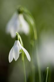 Attēlu rezultāti vaicājumam “Galanthus nivalis flower”
