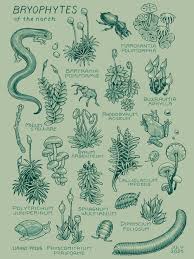 Attēlu rezultāti vaicājumam “Mnium stellare”