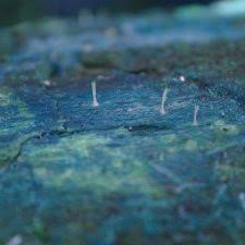 Attēlu rezultāti vaicājumam “Multiclavula mucida”