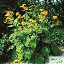 Attēlu rezultāti vaicājumam “Telekia speciosa flower”