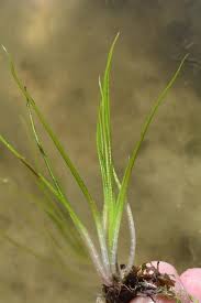 Attēlu rezultāti vaicājumam “Isoetes echinospora”