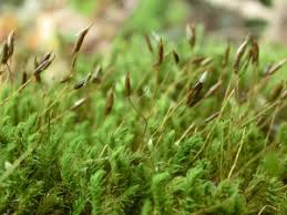 Attēlu rezultāti vaicājumam “Anomodon viticulosus sporophyte”