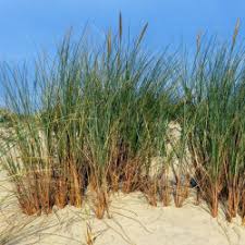 Attēlu rezultāti vaicājumam “Ammophila arenaria”