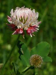 Attēlu rezultāti vaicājumam “Trifolium hybridum”