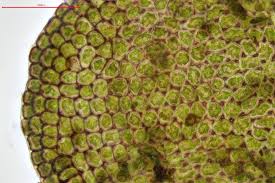 Attēlu rezultāti vaicājumam “Odontoschisma sphagni”