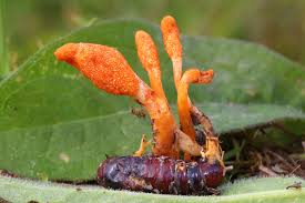 Attēlu rezultāti vaicājumam “Cordyceps”
