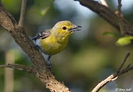 Image result for Vireo flavifrons