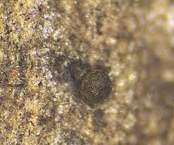 Attēlu rezultāti vaicājumam “Licea testudinacea macro”