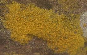 Attēlu rezultāti vaicājumam “Petractis sp.”