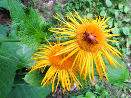 Attēlu rezultāti vaicājumam “Telekia speciosa bud”