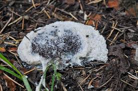 Attēlu rezultāti vaicājumam “Fuligo cinerea”