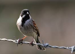 Attēlu rezultāti vaicājumam “Emberiza schoeniclus male”