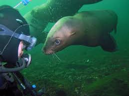 Image result for Breakwater Divers