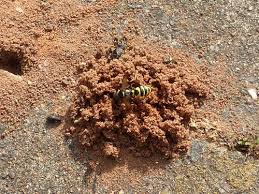 Attēlu rezultāti vaicājumam “Cerceris arenaria”