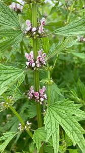 Attēlu rezultāti vaicājumam “Leonurus cardiaca”