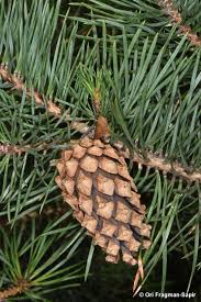 Attēlu rezultāti vaicājumam “Pinus sylvestris var. borussica”