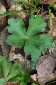 Attēlu rezultāti vaicājumam “Sanicula europaea bud”