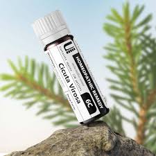 Attēlu rezultāti vaicājumam “Cicuta virosa”