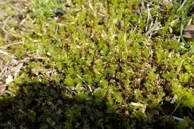 Attēlu rezultāti vaicājumam “Plagiomnium elatum”