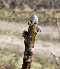 Attēlu rezultāti vaicājumam “Juglans regia leaf”