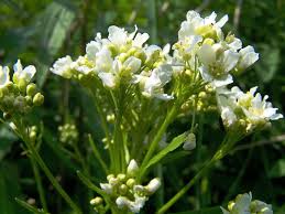 Attēlu rezultāti vaicājumam “Armoracia rusticana leaf”