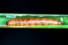 Attēlu rezultāti vaicājumam “Stemonaria irregularis macro”