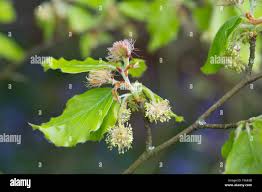 Attēlu rezultāti vaicājumam “Fagus sylvatica flower”