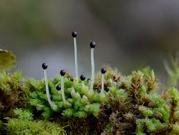 Attēlu rezultāti vaicājumam “Lophozia”