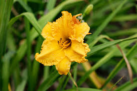 Attēlu rezultāti vaicājumam “Hemerocallis lilioasphodelus flower”
