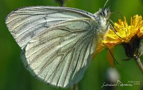 Attēlu rezultāti vaicājumam “Pieris napi male”