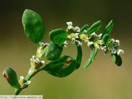 Attēlu rezultāti vaicājumam “Polygonum arenastrum leaf”