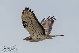 Attēlu rezultāti vaicājumam “Pernis apivorus”