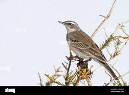 Image result for Anthus spinoletta