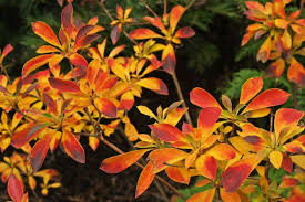 Attēlu rezultāti vaicājumam “Enkianthus campanulatus”