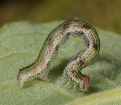 Attēlu rezultāti vaicājumam “Cyclophora pendularia”