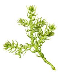 Attēlu rezultāti vaicājumam “Kurzia pauciflora”