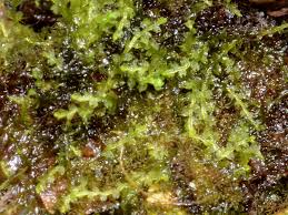 Attēlu rezultāti vaicājumam “Cephalozia lunulifolia”