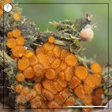 Attēlu rezultāti vaicājumam “Cheilymenia stercorea”