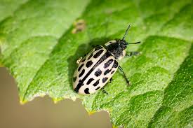 Attēlu rezultāti vaicājumam “Chrysomela vigintipunctata”