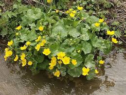 Attēlu rezultāti vaicājumam “Caltha palustris flower”