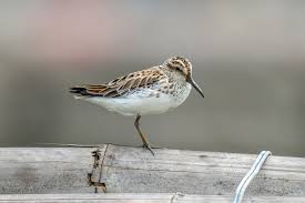 Attēlu rezultāti vaicājumam “Calidris falcinellus adult”