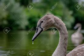 Attēlu rezultāti vaicājumam “Cygnus olor juvenile”