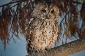 Attēlu rezultāti vaicājumam “Strix aluco female”