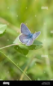 Attēlu rezultāti vaicājumam “Cyaniris semiargus male”