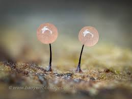 Attēlu rezultāti vaicājumam “Diderma testaceum spores”