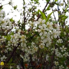 Attēlu rezultāti vaicājumam “Cerasus flower”